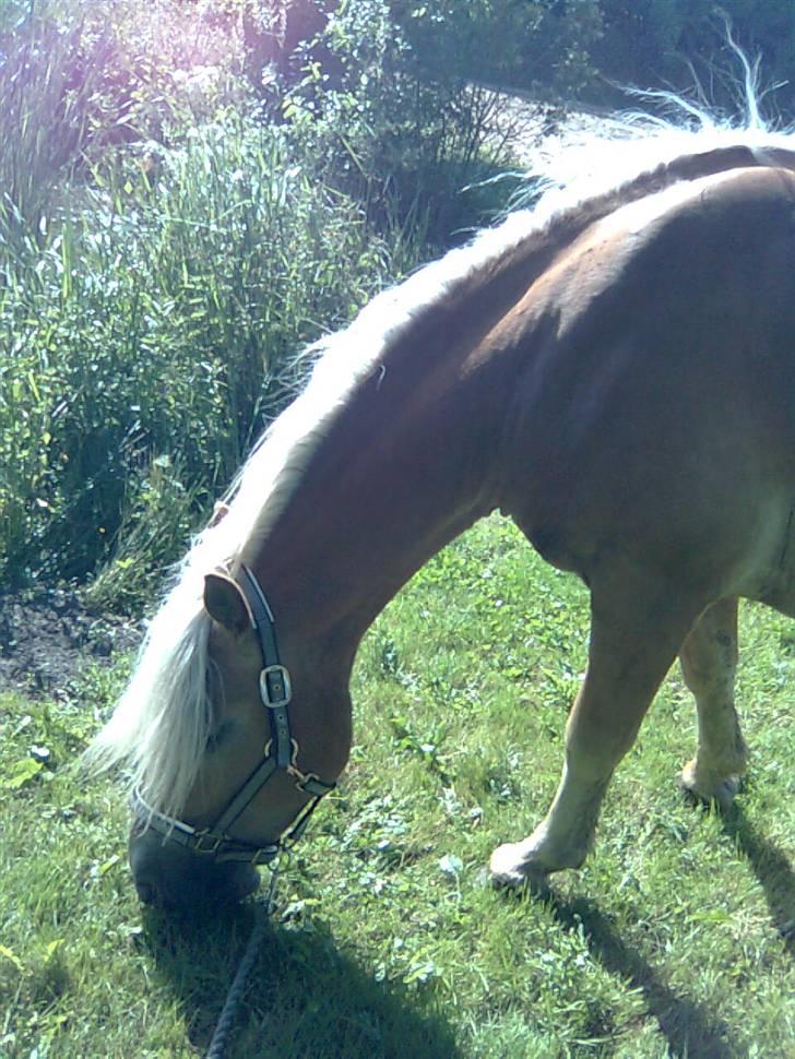 Haflinger Kløvs Wito gammel part:'( - når han er bedst. :) billede 4