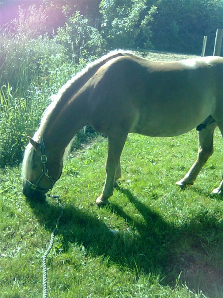 Haflinger Kløvs Wito gammel part:'( - når der er tid til hygge. :) billede 5
