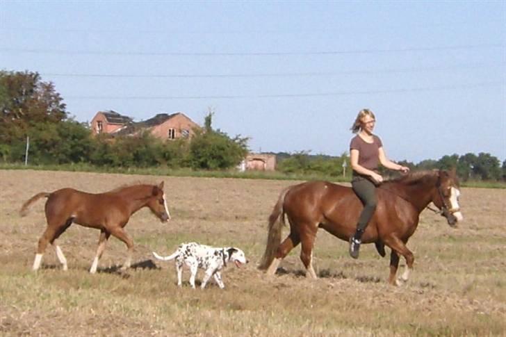Welsh Cob (sec D) skovsmindes Sympathizer - Nøi altså, hende Nina der er da en spøjst farvet lille hest! o.O billede 18