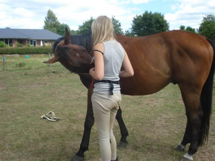 Fuldblod (XX) Tramal (Solgt) - Uhh, han vil gerne have en godbid ! :b billede 11