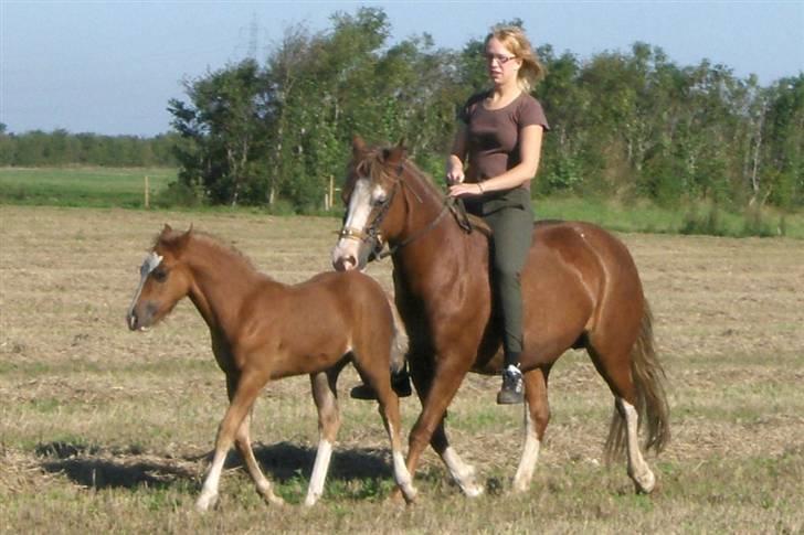 Welsh Cob (sec D) skovsmindes Sympathizer - Se hvor fin og artig jeg er, en skønne dag er jeg en stor fin ridehest! billede 19