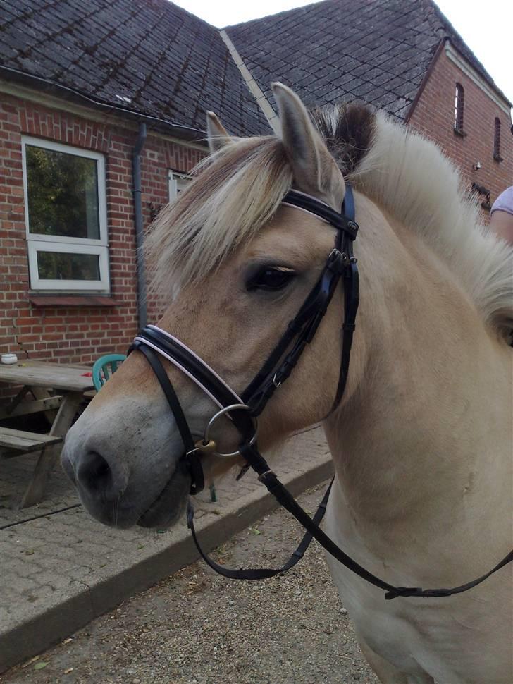 Fjordhest Lunderskovs Mi'Lady - Lunderskovs Mi´Lady billede 1