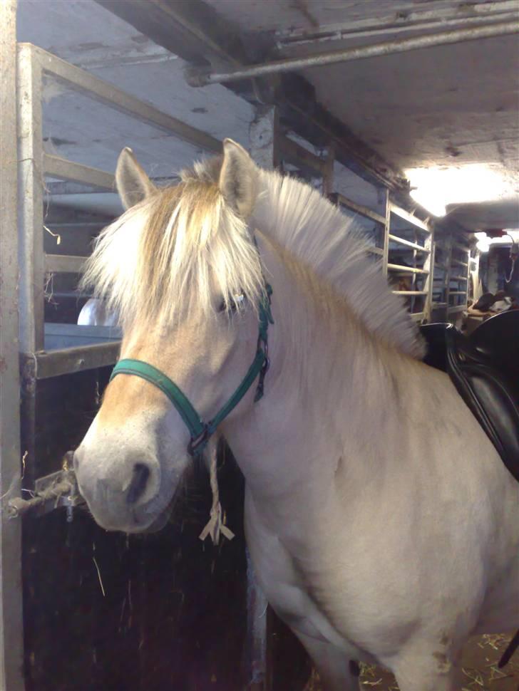 Fjordhest Lunderskovs Mi'Lady - Smuk dame billede 2