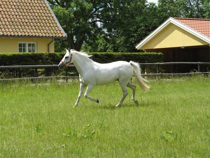 New Forest Sonnius Daphne - 16 Løber i cirkeler så Nina kan tage en masse gode billeder :P (taget d. 24.06.08) billede 16