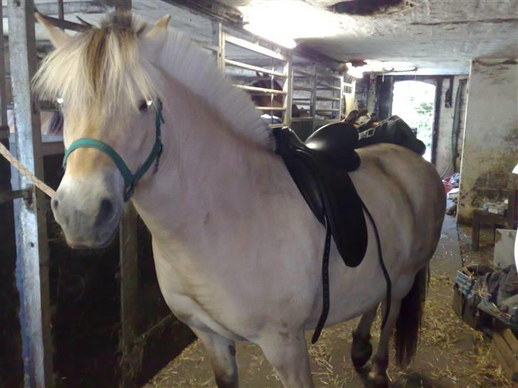 Fjordhest Lunderskovs Mi'Lady - Prøver den nye kentaur athen for første gang billede 3