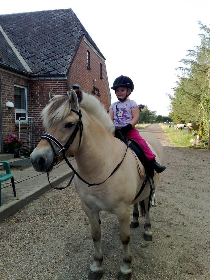 Fjordhest Lunderskovs Mi'Lady - Lady og Cecilie billede 4