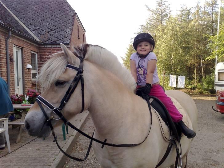 Fjordhest Lunderskovs Mi'Lady - Skønne Lady og Cille billede 5