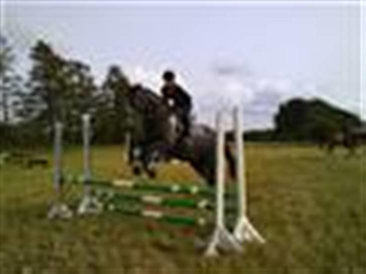 Anden særlig race ontario >--Aflivet--< billede 11