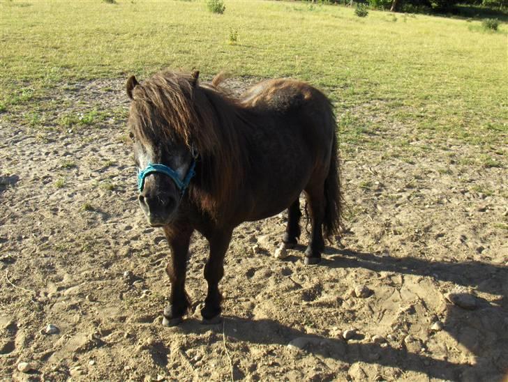 Shetlænder Thor billede 1