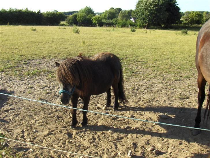 Shetlænder Thor billede 2