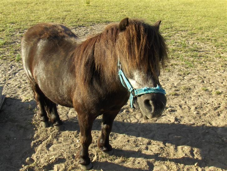 Shetlænder Thor billede 3