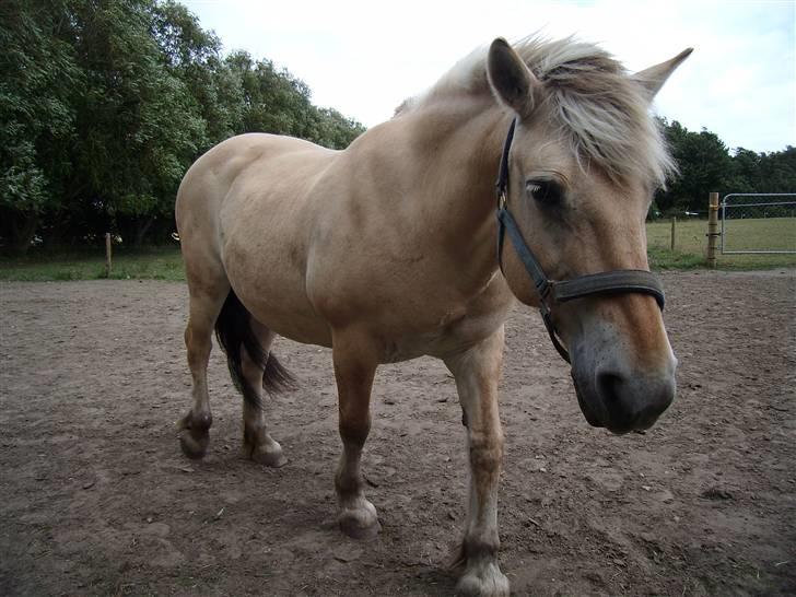 Fjordhest Jessie 1988-2008 RIP  billede 11