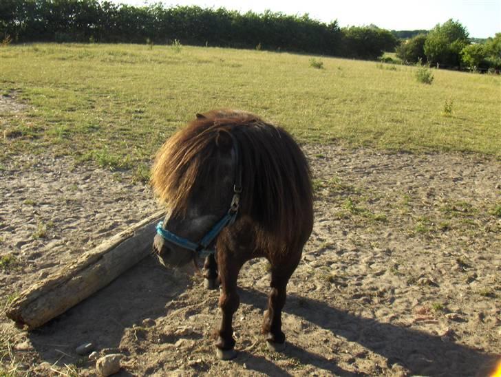 Shetlænder Thor billede 4