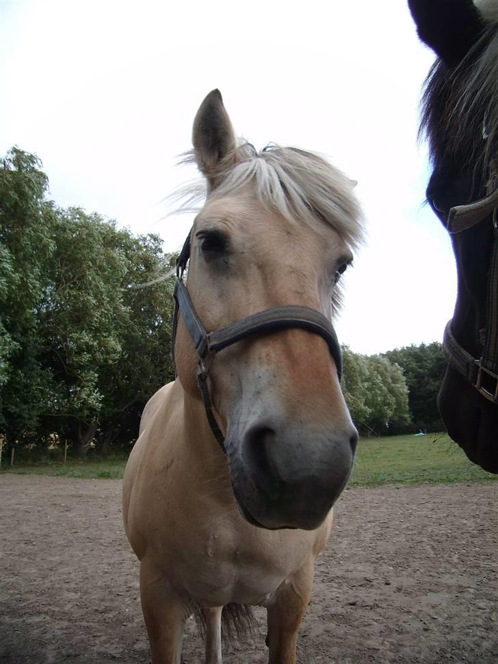 Fjordhest Jessie 1988-2008 RIP  billede 12