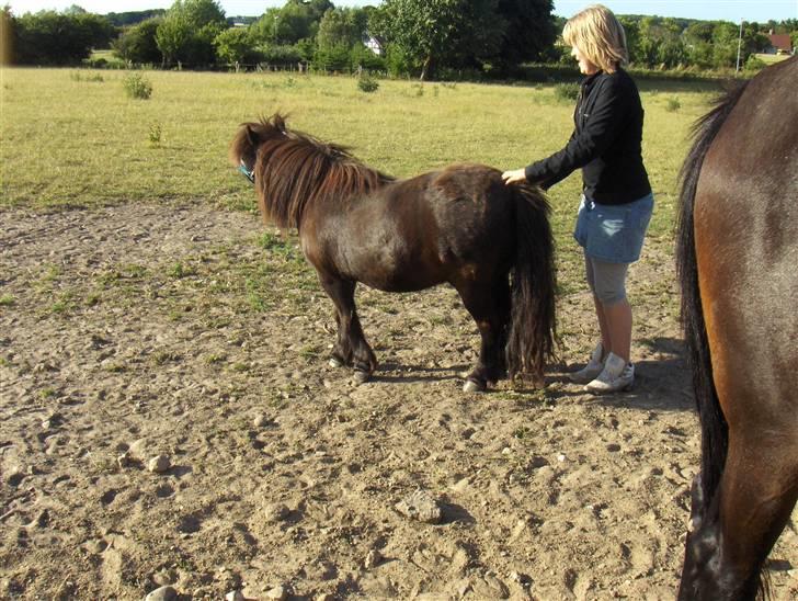 Shetlænder Thor billede 5