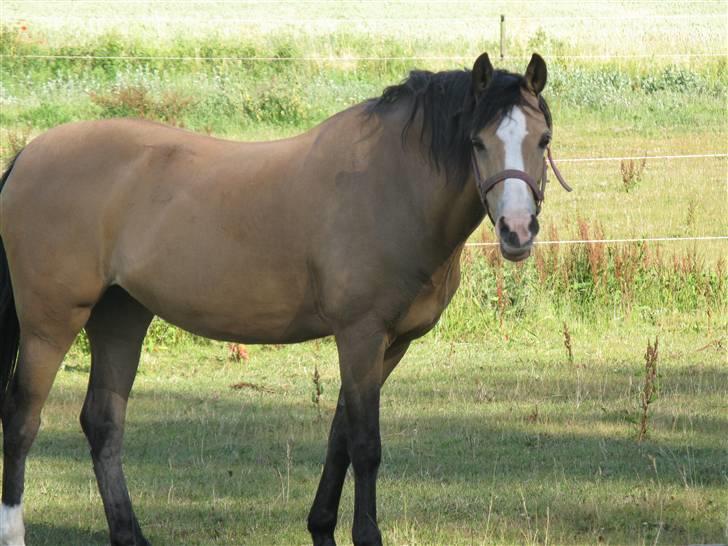 Welsh Pony (sec B) Blanka Graadahl. - tykke!  billede 2