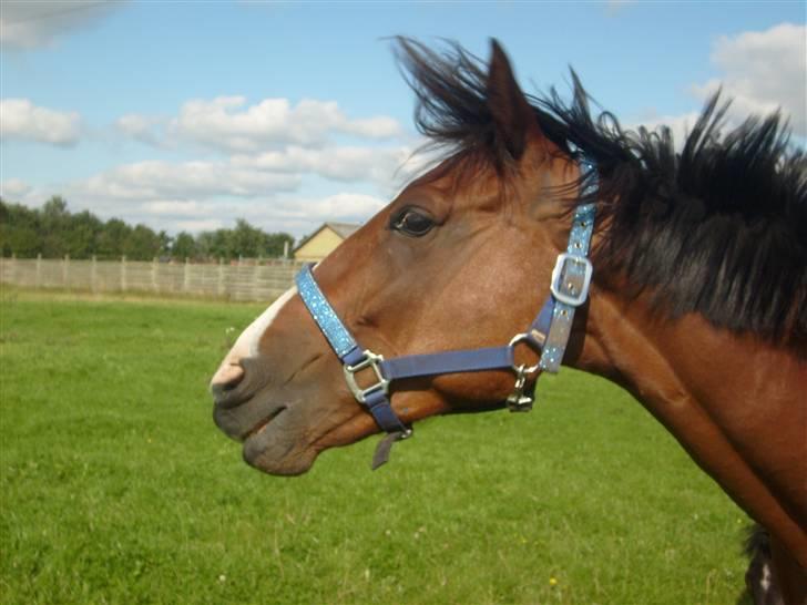 Traver Gi Vert *SOLGT* billede 6