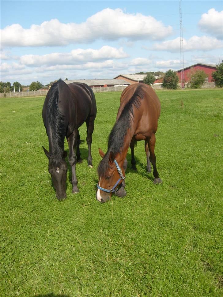 Traver Gi Vert *SOLGT* - Nyt 5/9-08 billede 7