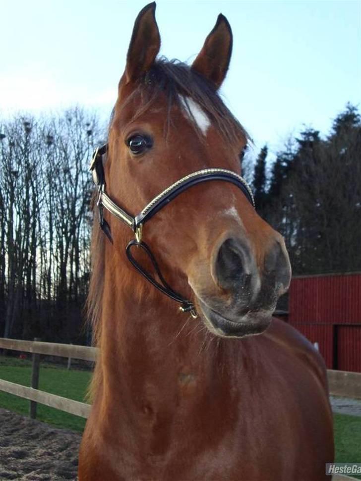 Arabisk fuldblod (OX) Zanishas Pride - løs på banen.. super fin!! billede 14