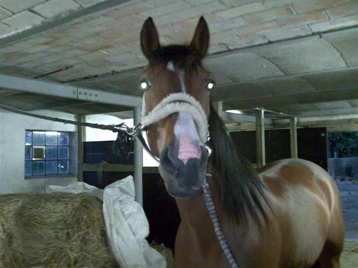 Traver Gi Vert *SOLGT* - Skal du tage billeder af mig moar? så giv mig en gulerod.. billede 9