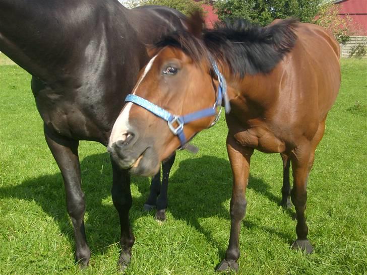 Traver Gi Vert *SOLGT* billede 10