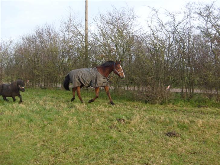 Traver Gi Vert *SOLGT* - Nyt 01-12-08 billede 12