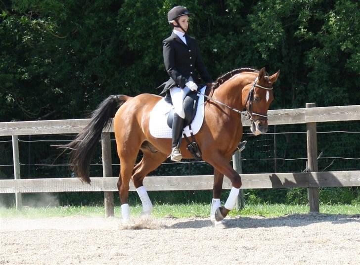 Arabisk fuldblod (OX) Zanishas Pride - stævne 30.5.2008. Fik en 1. plads ;O) billede 19