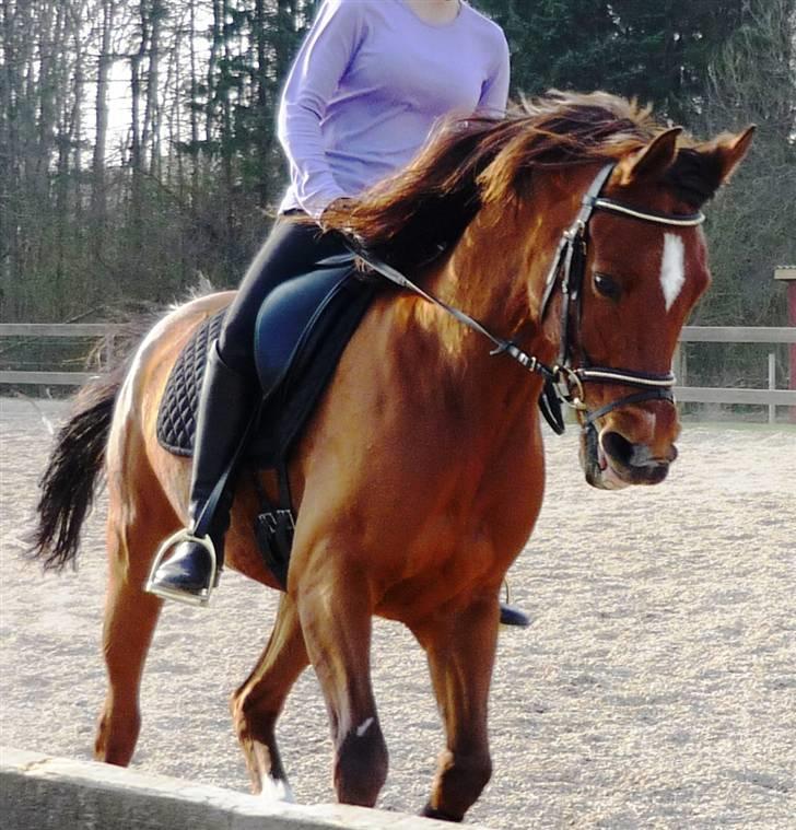 Arabisk fuldblod (OX) Zanishas Pride - os i fuld galop - synes lidt han ligner et egern her el hvad?? haha billede 20