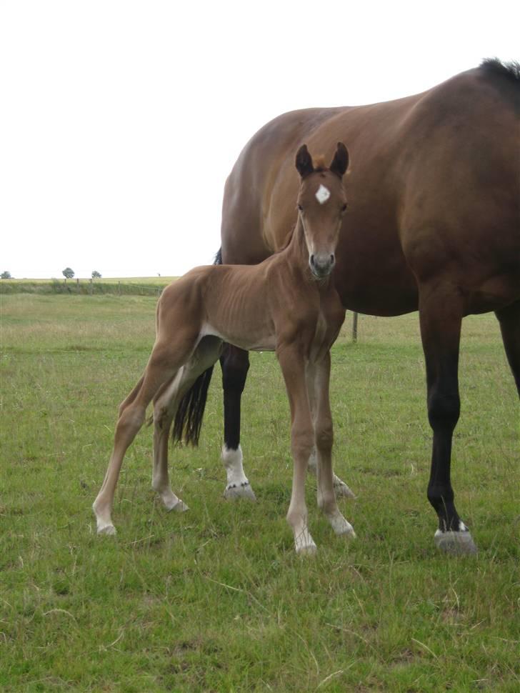 Dansk Varmblod Don Amantic billede 1