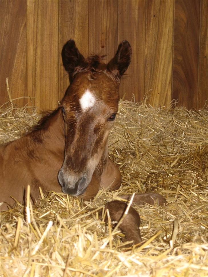 Dansk Varmblod Don Amantic billede 2