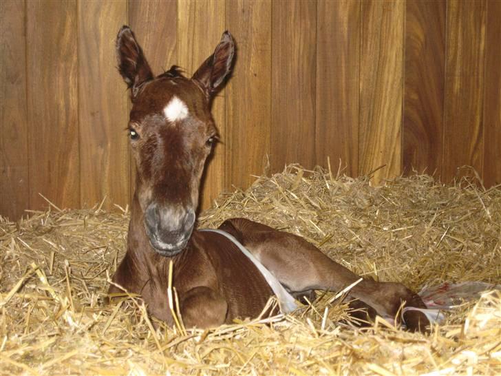 Dansk Varmblod Don Amantic billede 3