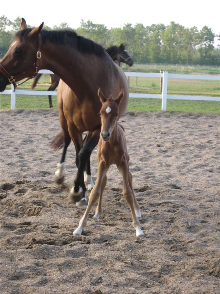 Dansk Varmblod Don Amantic billede 4