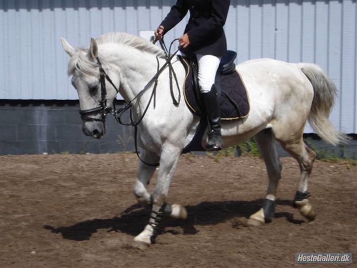 Anden særlig race Paula (Red) - smukke <3 billede 19