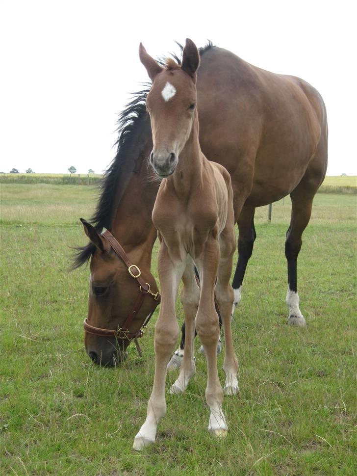 Dansk Varmblod Don Amantic billede 5