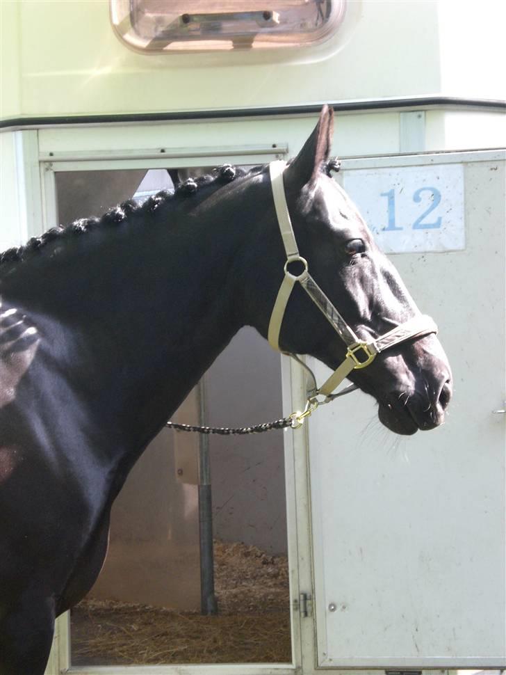 Oldenborg FREJA<3 - Stævnefrisurer...   billede 12