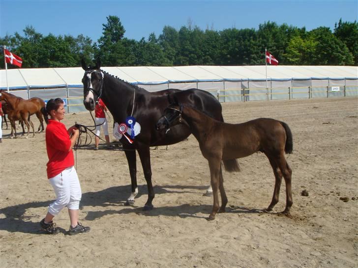 Dansk Varmblod deluxe  himmel hest billede 7