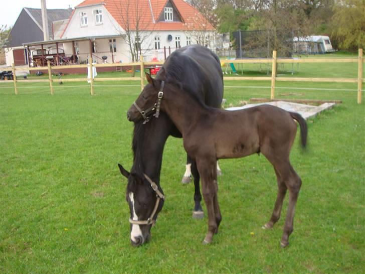 Dansk Varmblod deluxe  himmel hest billede 8