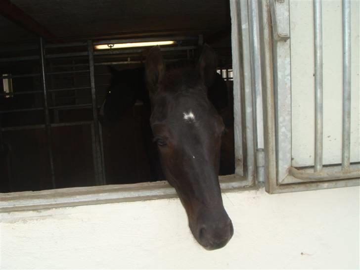 Dansk Varmblod deluxe  himmel hest - 7 mdr billede 9