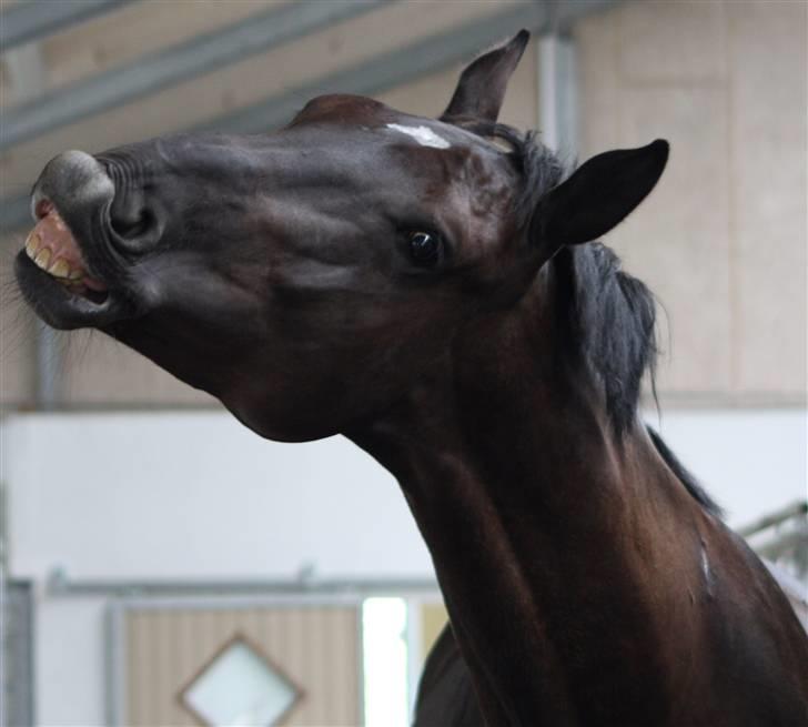 Dansk Varmblod Møgelbjerg's Santana - Smiler på komando  <3 taget af rie .. billede 4