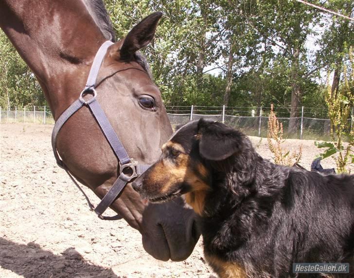 Dansk Varmblod Møgelbjerg's Santana - #5 Sissel "min farmors hund" var lidt spændene <33 taget af mester fotografen rie .. billede 5