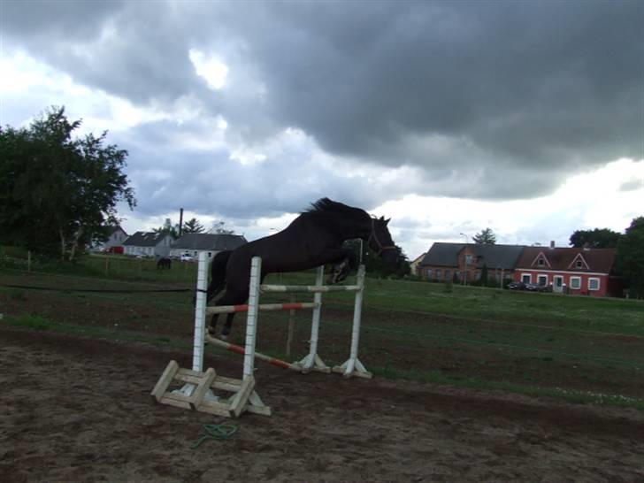 Anden særlig race Mowgli billede 11