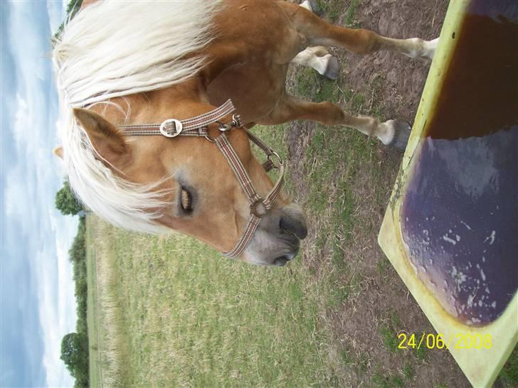 Haflinger Marika *Himmelhest* - uha,vandet var vådt.. thi hi billede 10