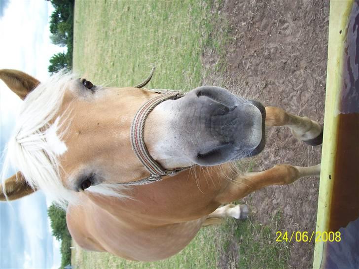 Haflinger Marika *Himmelhest* billede 11
