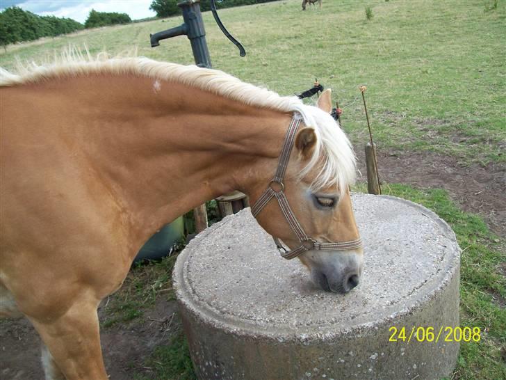 Haflinger Marika *Himmelhest* - Hmm, her har været mad billede 12