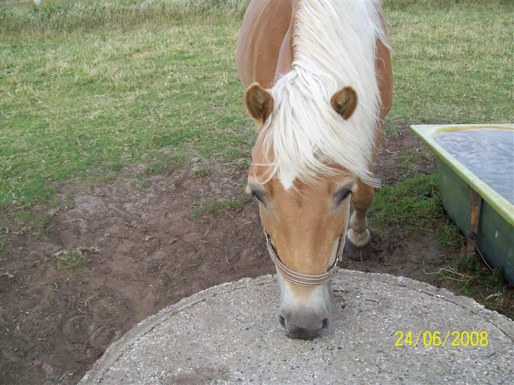 Haflinger Marika *Himmelhest* - Også her kan jeg lugte derhar været mad... Ja jeg elsker mad billede 13