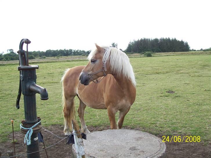 Haflinger Marika *Himmelhest* billede 14