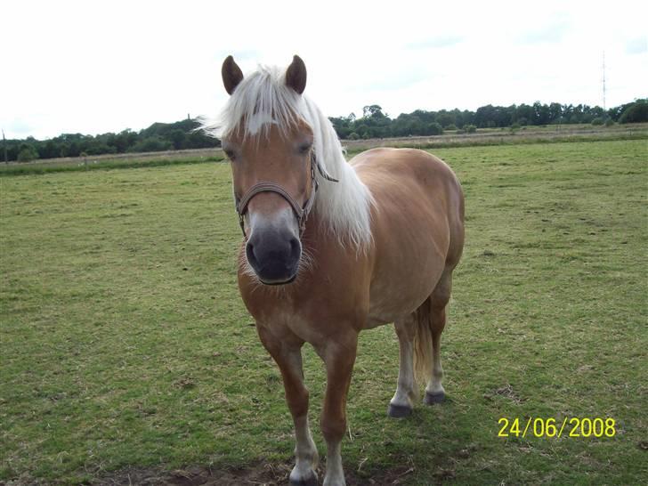 Haflinger Marika *Himmelhest* billede 15