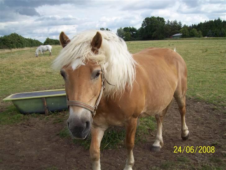 Haflinger Marika *Himmelhest* - hey vent på mig, vil med billede 16