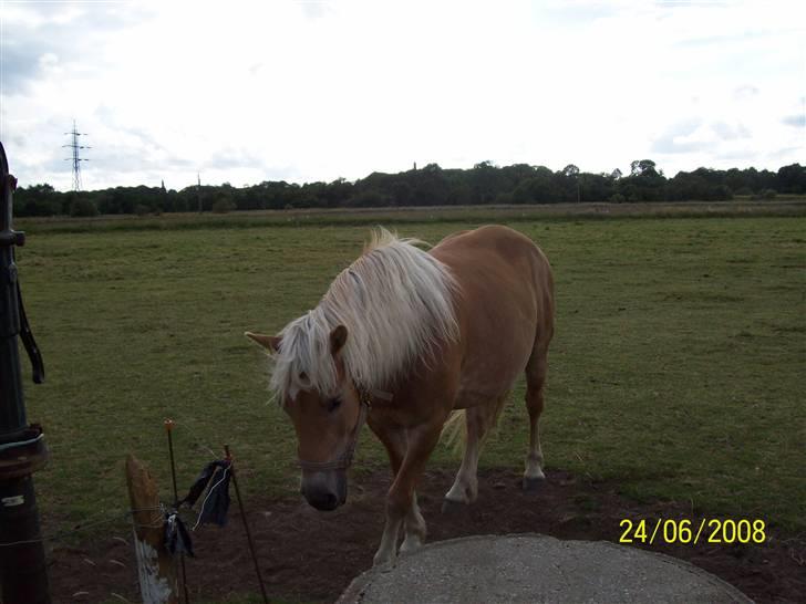 Haflinger Marika *Himmelhest* - hvis jeg nu skraber lidt i jorden med min hov, får jeg så en bid brød eller en gulerod.. billede 17