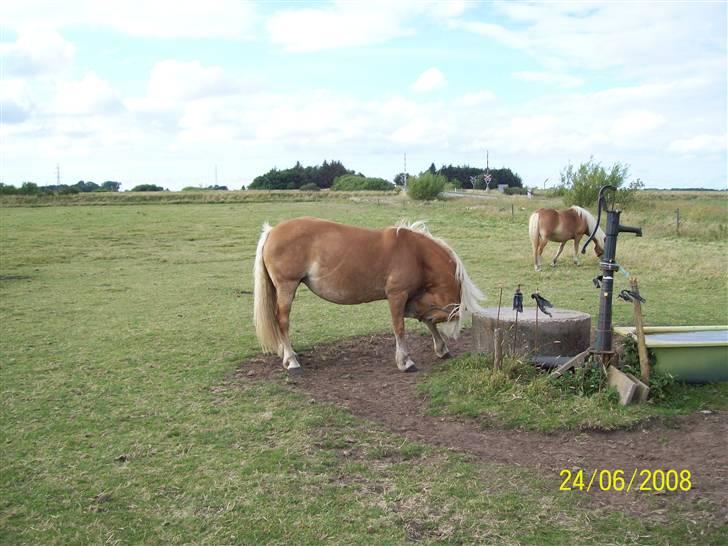 Haflinger Marika *Himmelhest* billede 18